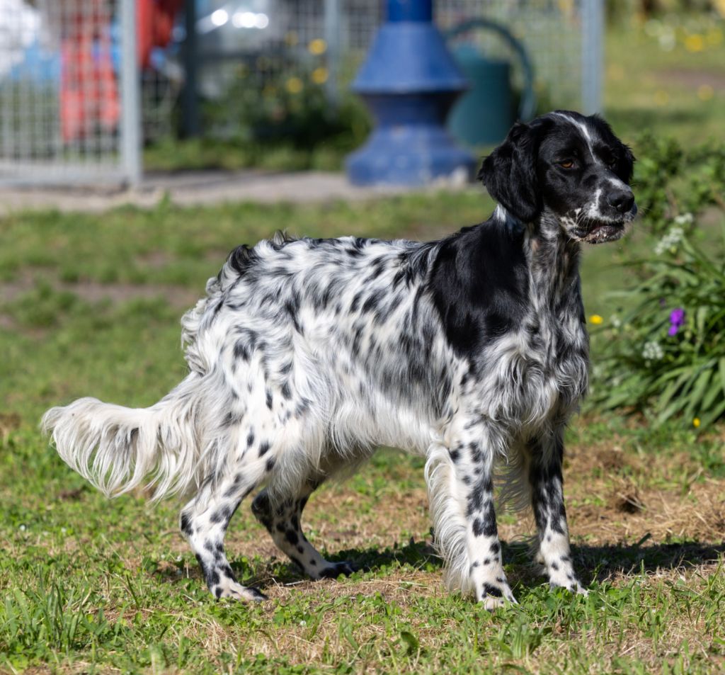 Tess De la battue en landes