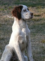 CHIOT Liver Tricolore