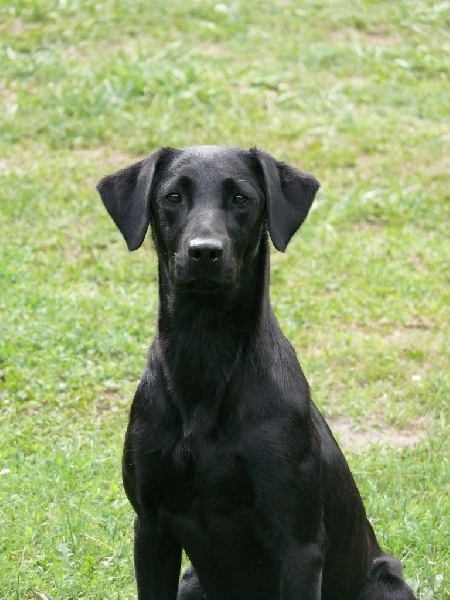 Bagheera De la battue en landes