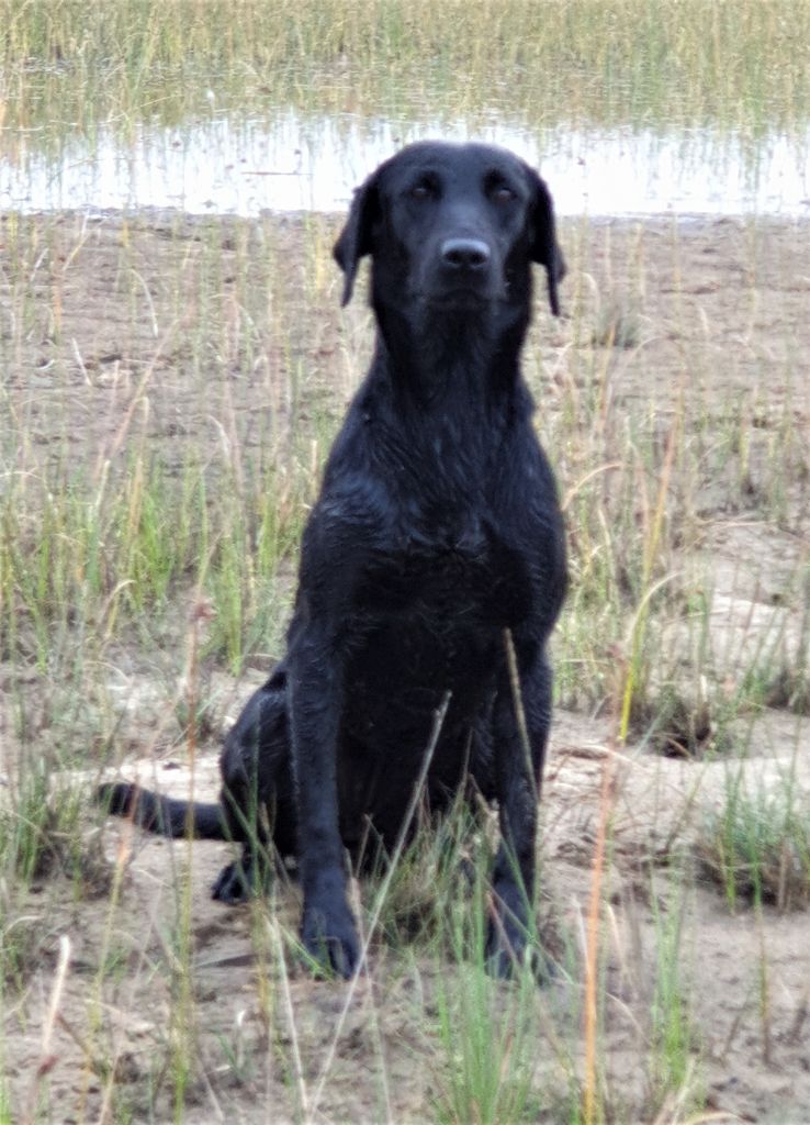 Lou De la battue en landes