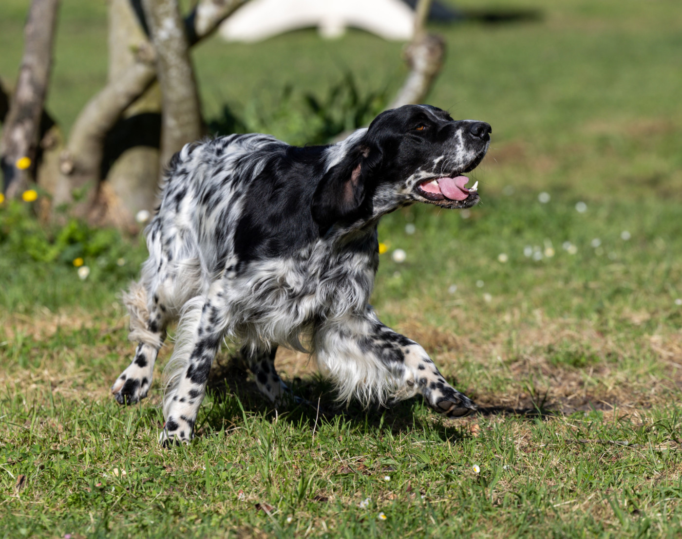 Projet de portée de Tess de la Battue en Landes avec Champion Internationale de Grande Quête, Champion de race NITRO