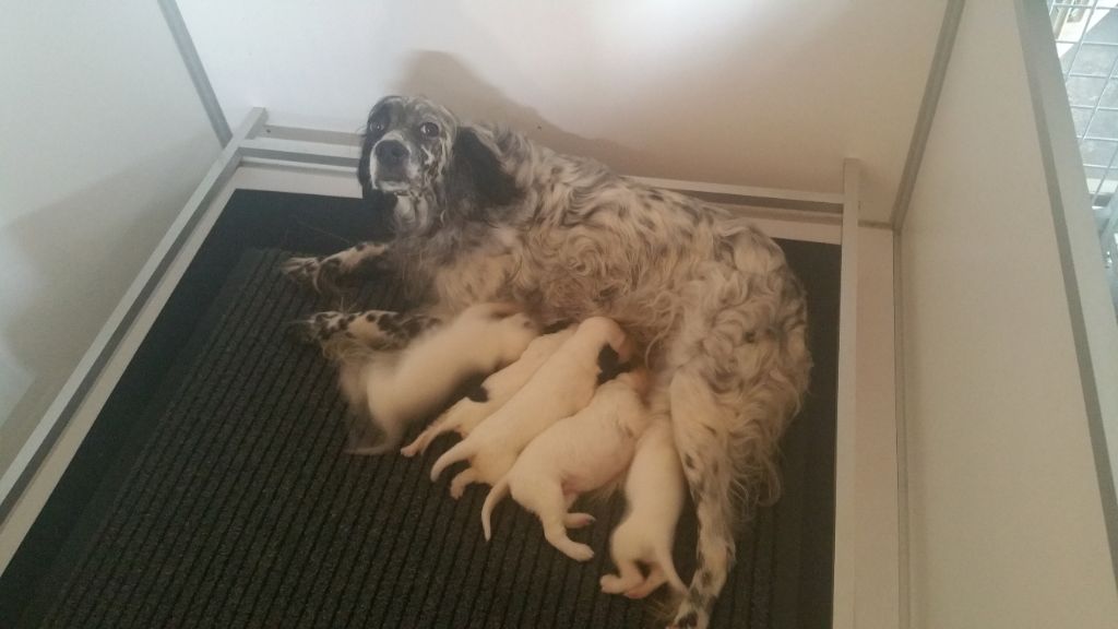 De la battue en landes - Les chiots d'Enia sont nés le 21 juillet