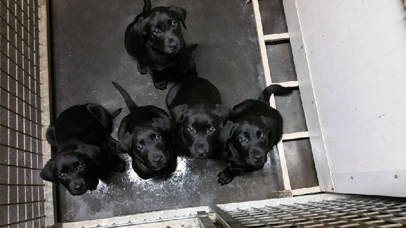 Chiots de Bagheera 2015